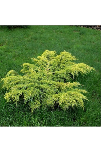 Juniperus Golden Spring